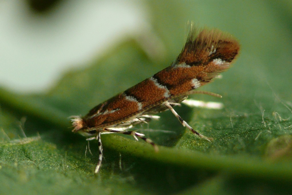 Cameraria ohridella (Deschka & Dimic)